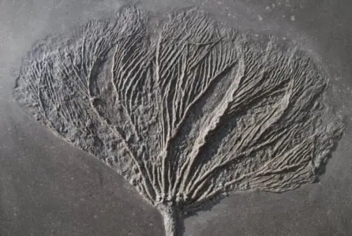 Holzmaden_Fossilshop_Seelilien_Seirocrinus