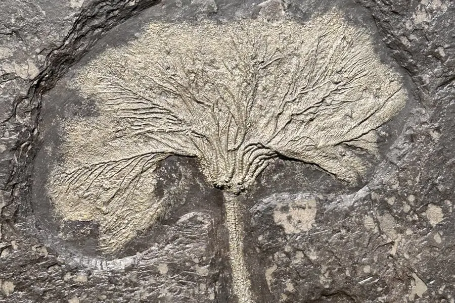 Fossils_Purchase_Holzmaden_Seirocrinus