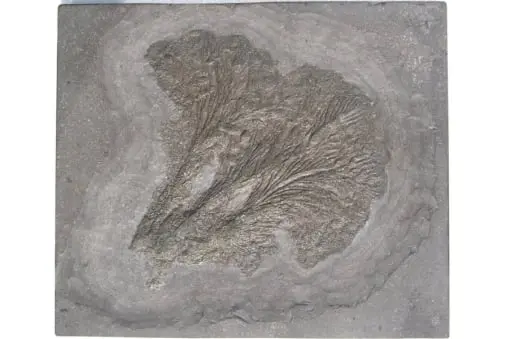 Holzmaden_Fossilshop_Crinoids_Seirocrinus