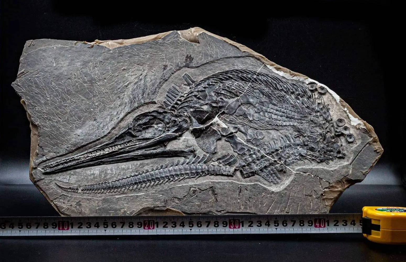Ichthyosaur_Mixosaurus panxianesis_Guizhou_01b