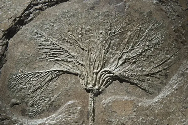 Holzmaden_Fossilien_Ankauf_Seelilie_Seirocrinus
