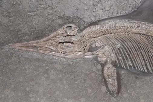 Holzmaden_fossilshop_Ichthyosaur