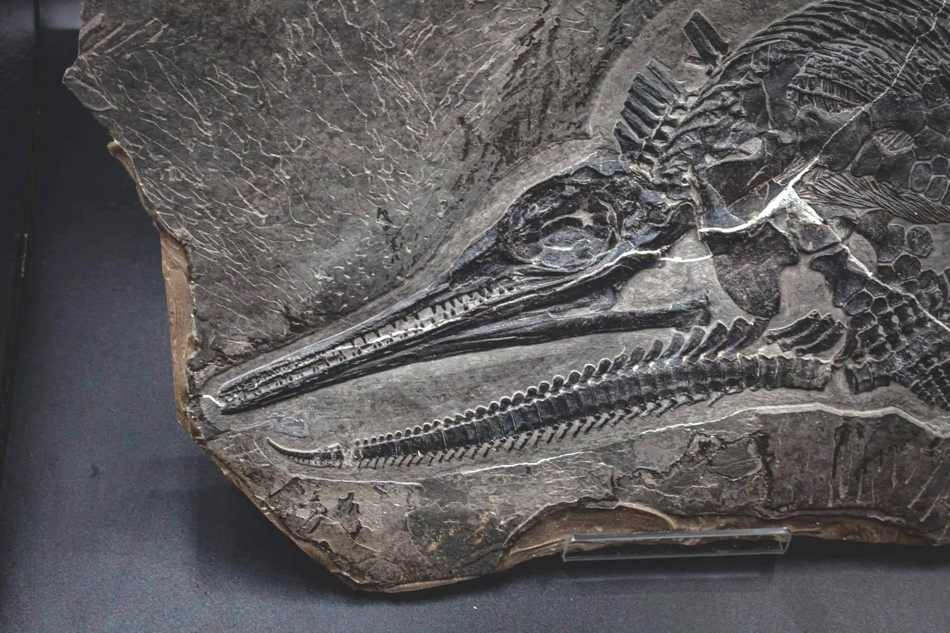 Ichthyosaur_Mixosaurus panxianesis_Guizhou_01c