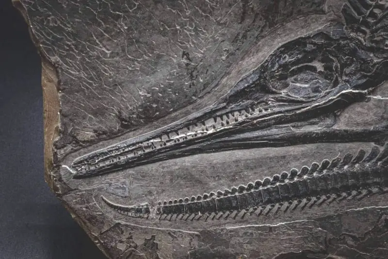 Ichthyosaur_Mixosaurus panxianesis_Guizhou_01d