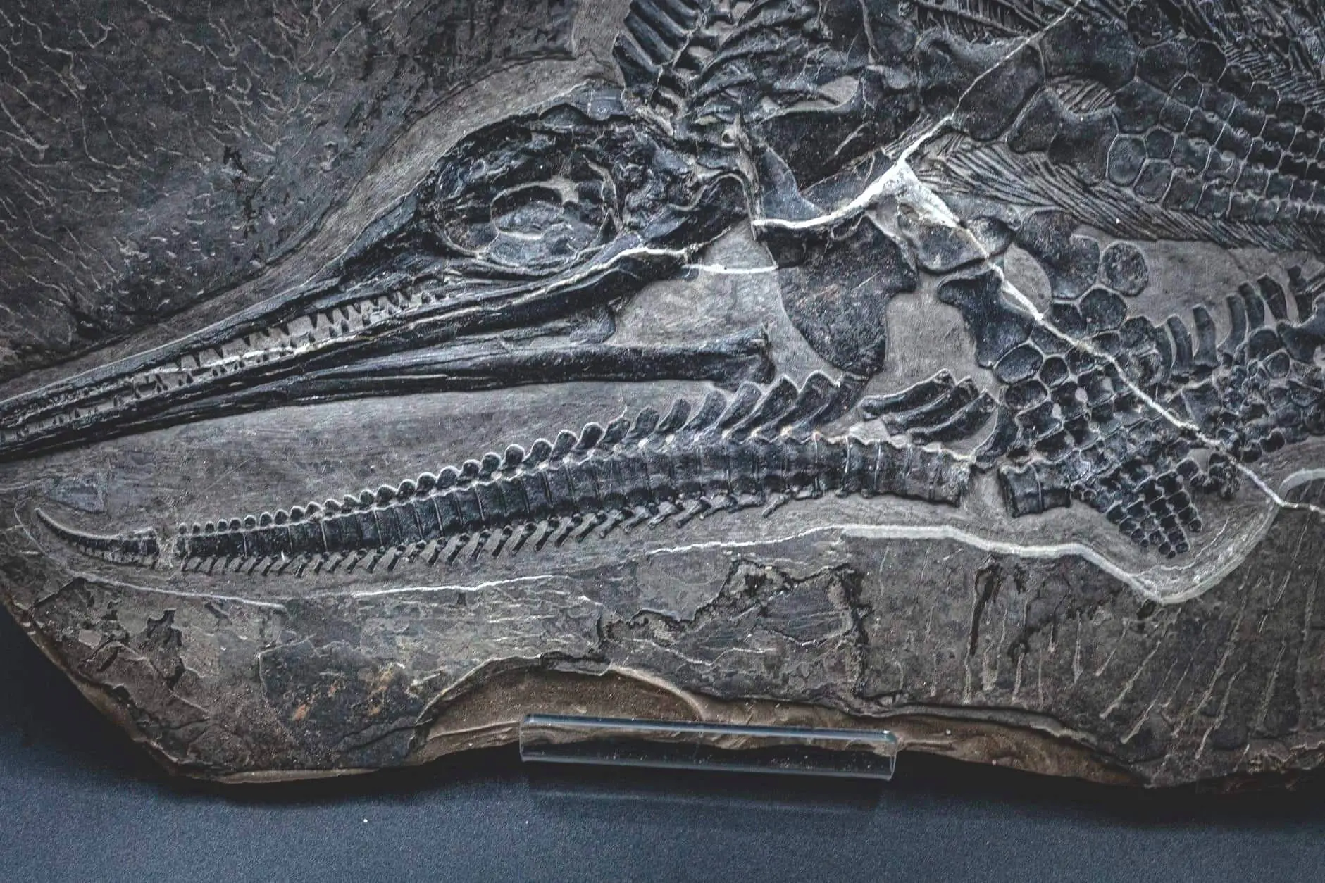 Ichthyosaur_Mixosaurus panxianesis_Guizhou_01e