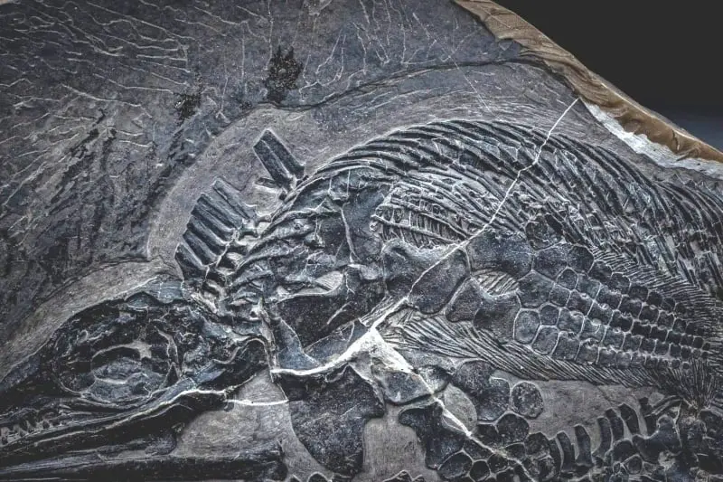 Ichthyosaur_Mixosaurus panxianesis_Guizhou_01f