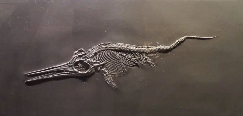 Stenopterygius_quadriscissus