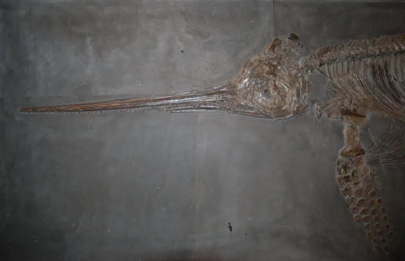 Eurhinosaurus_longirostris