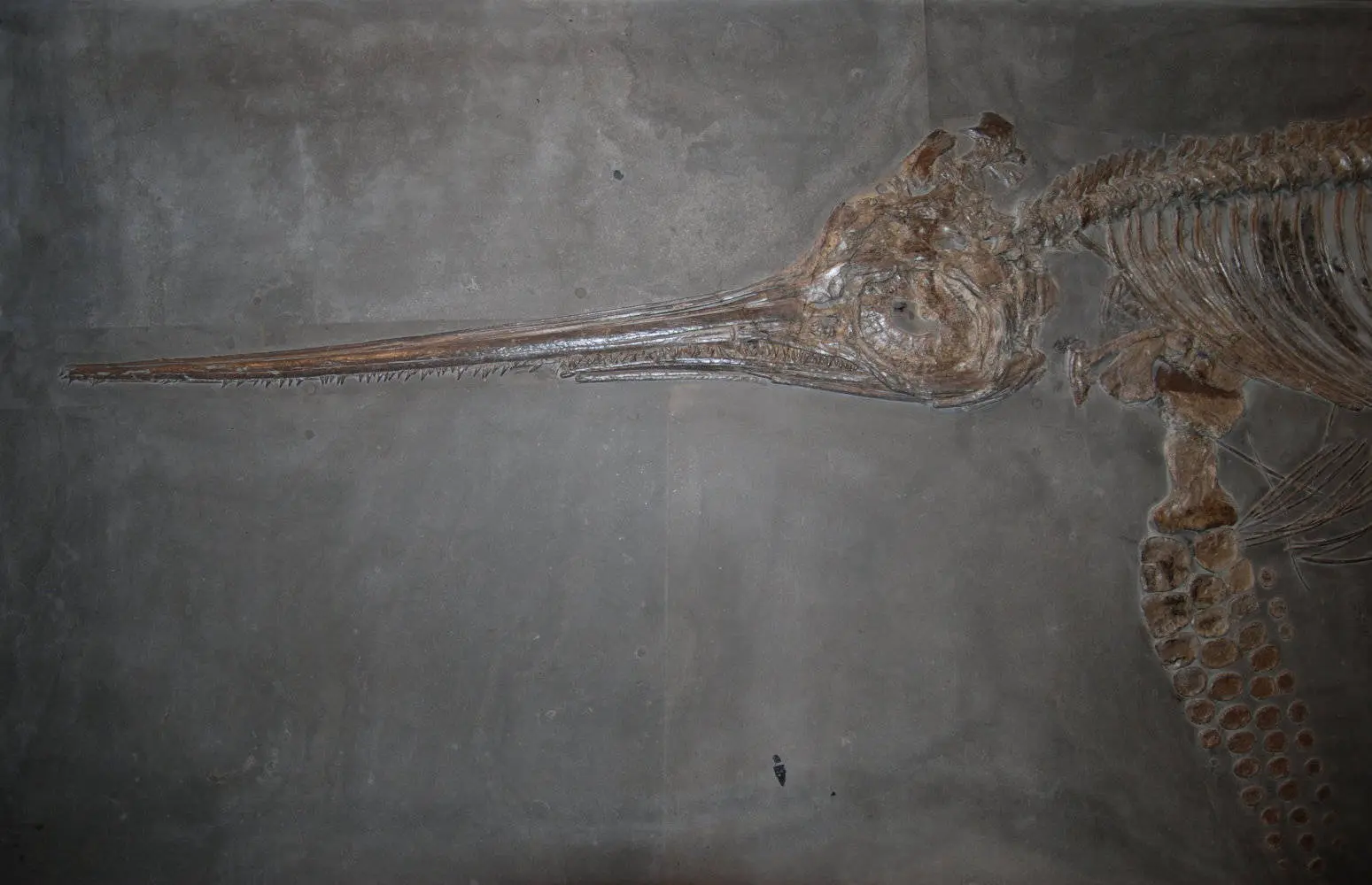 Eurhinosaurus_longirostris