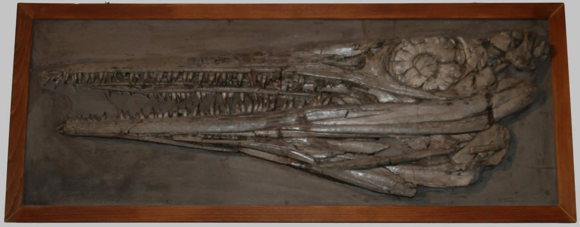 Temnodontosaurus_trigonodon