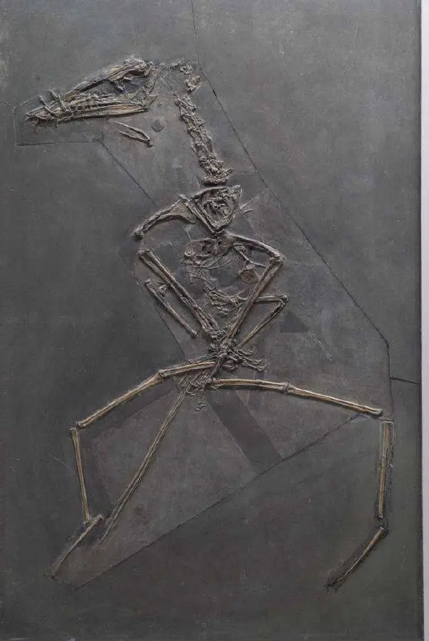 Dorygnathus_banthensis
