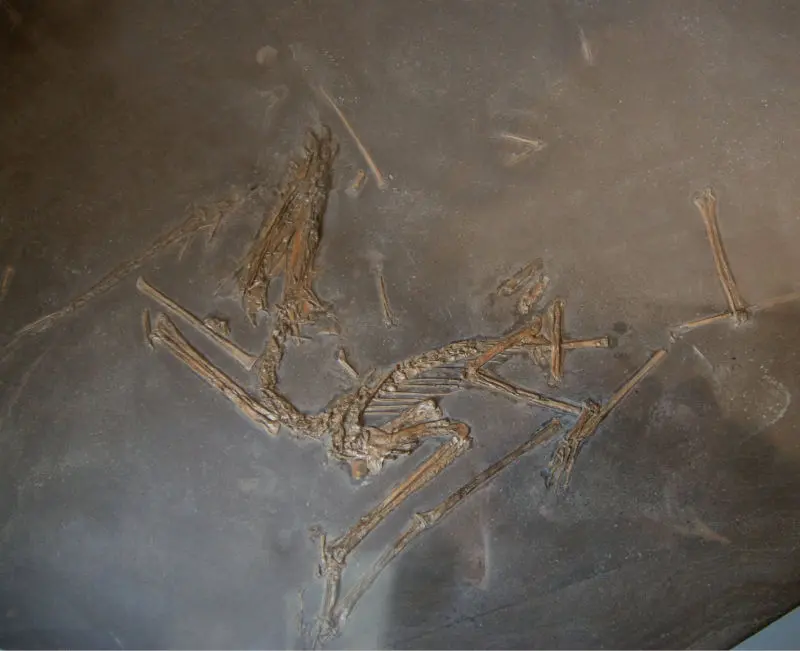 Dorygnathus_banthensis