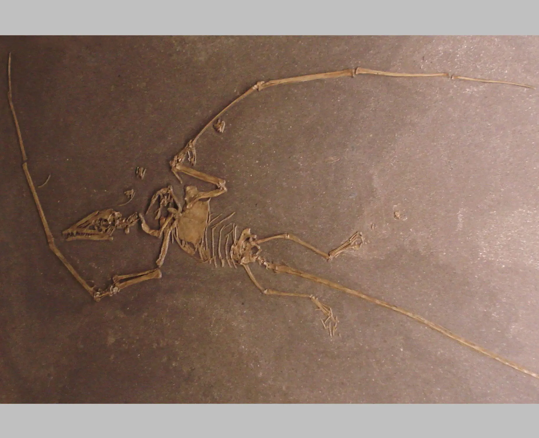 Campylognathus_zitteli