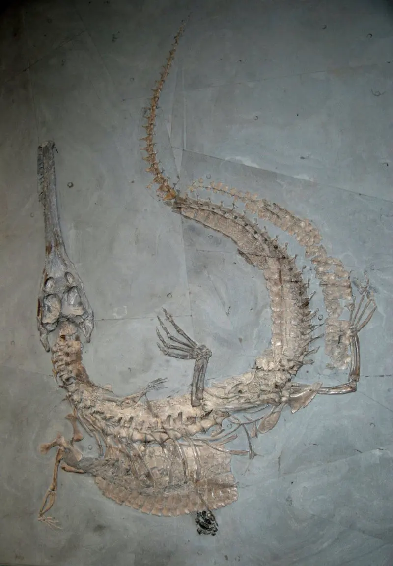 Stenosaurus_bollensis