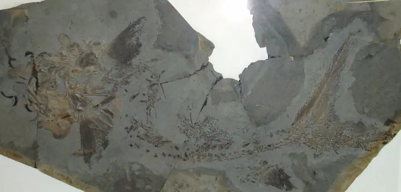 Strongylosteus_hindenburgi