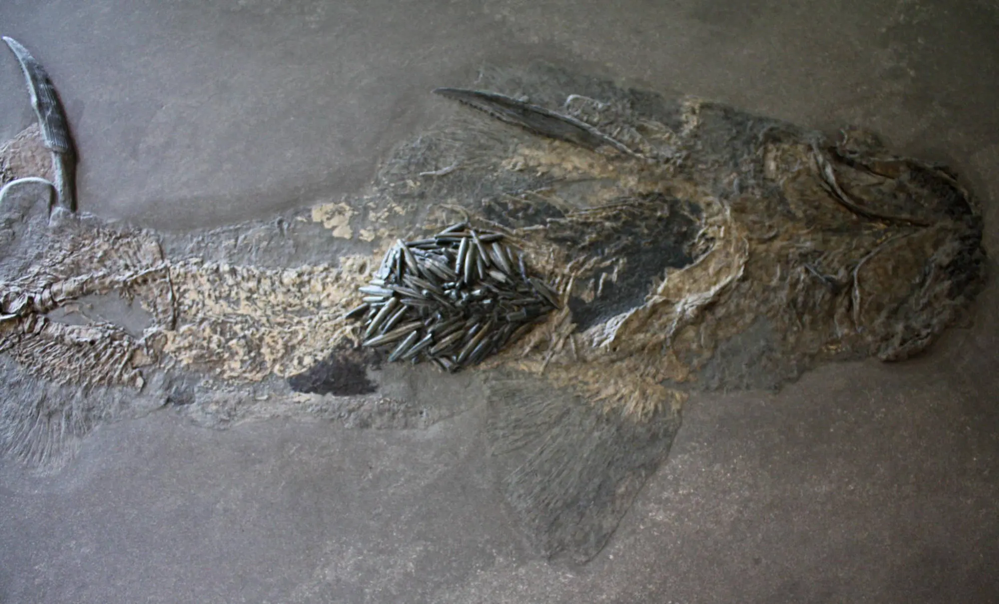 Hybodus_hauffianus
