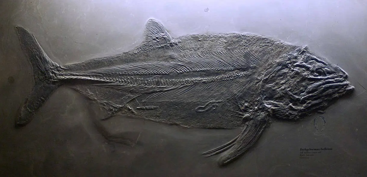 Pachycormus_bollensis