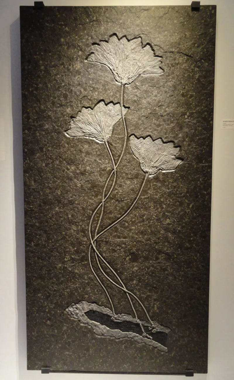 Seirocrinus_subangularis