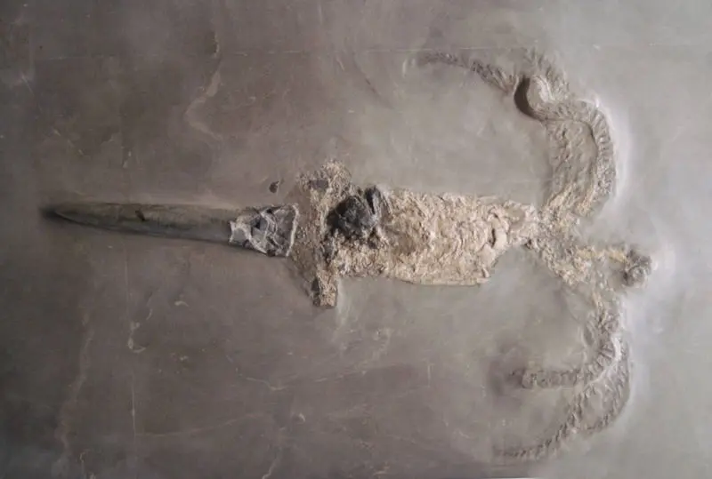 Passaloteuthis_lavigata