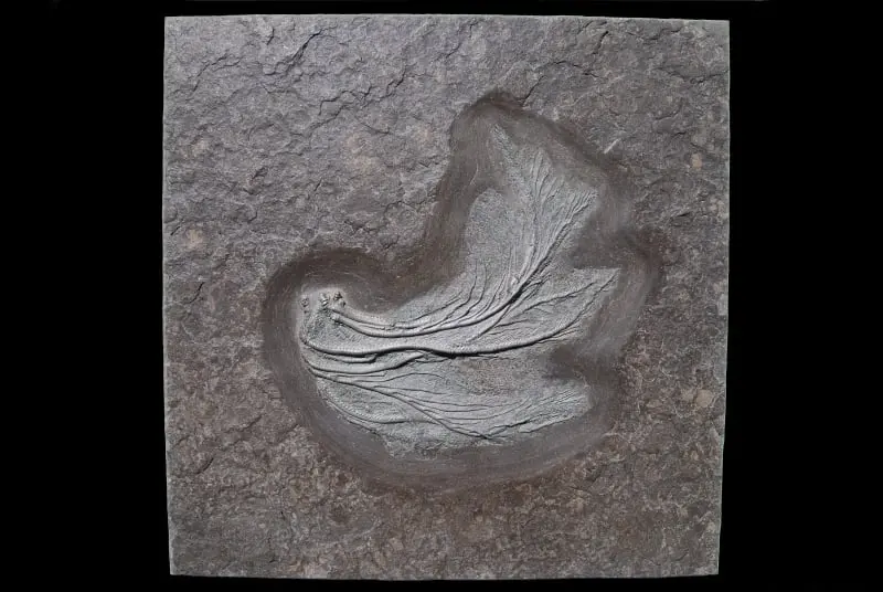 Holzmaden_Crinoid_Seirocrinus_04a