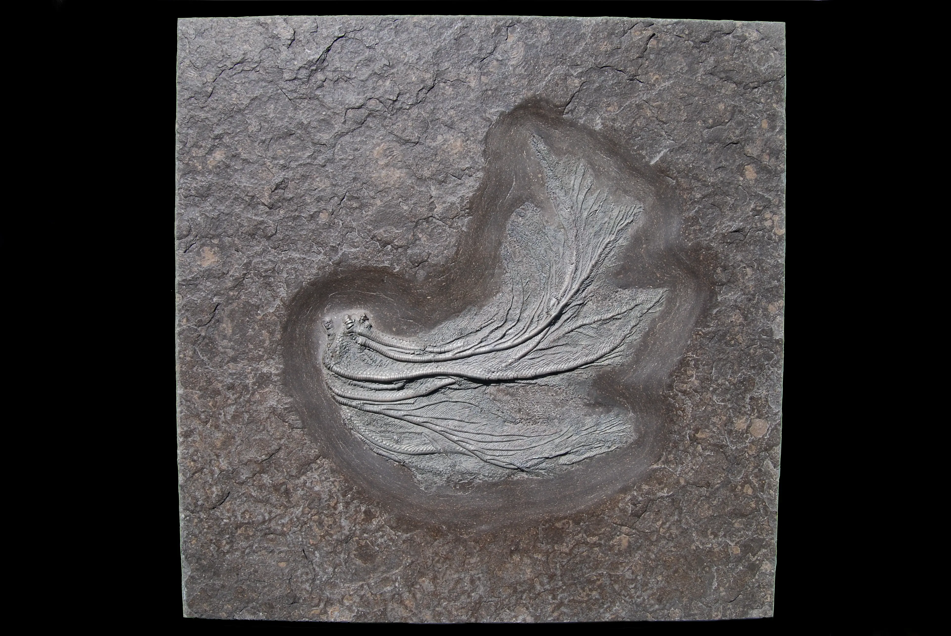 Holzmaden_Crinoid_Seirocrinus_04a