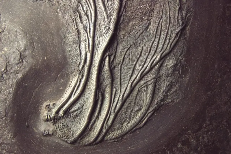 Holzmaden_Crinoid_Seirocrinus_04b