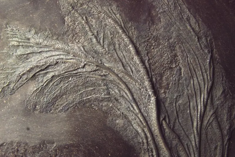 Holzmaden_Crinoid_Seirocrinus_04c