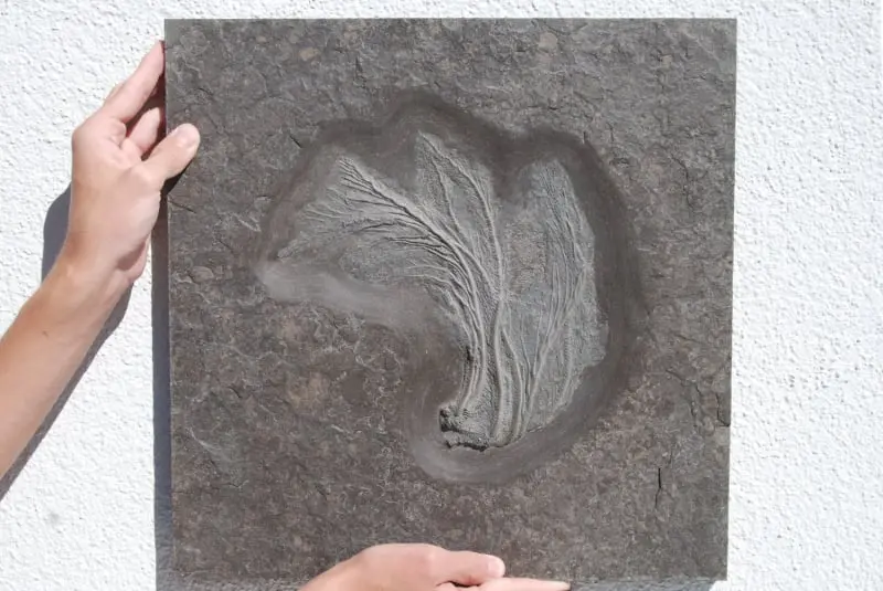 Holzmaden_Crinoid_Seirocrinus_04d