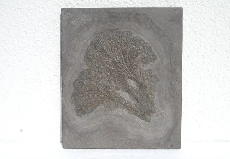 Seirocrinus subangularis_Holzmaden_01b