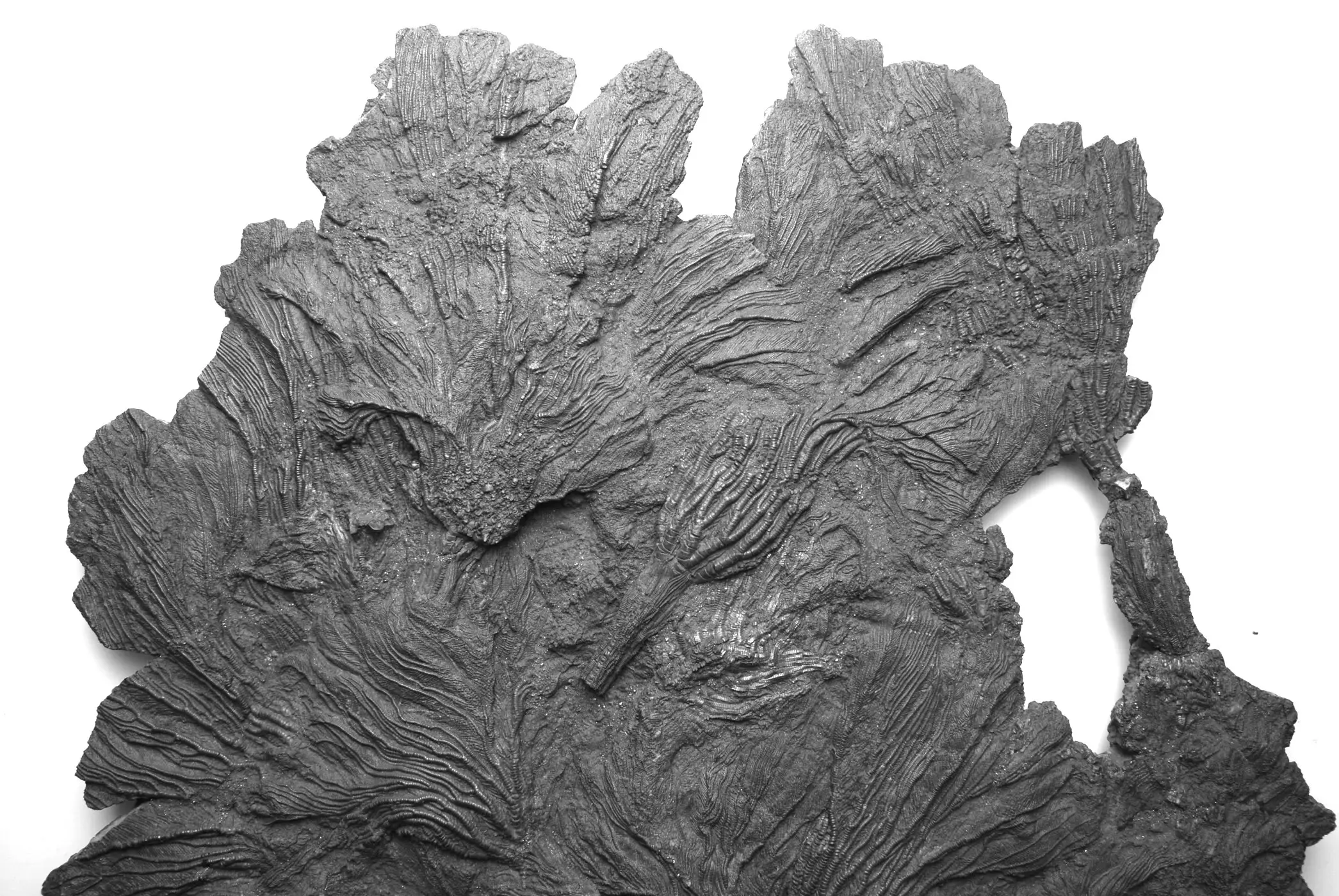 Pentacrinites_fossilis_03a