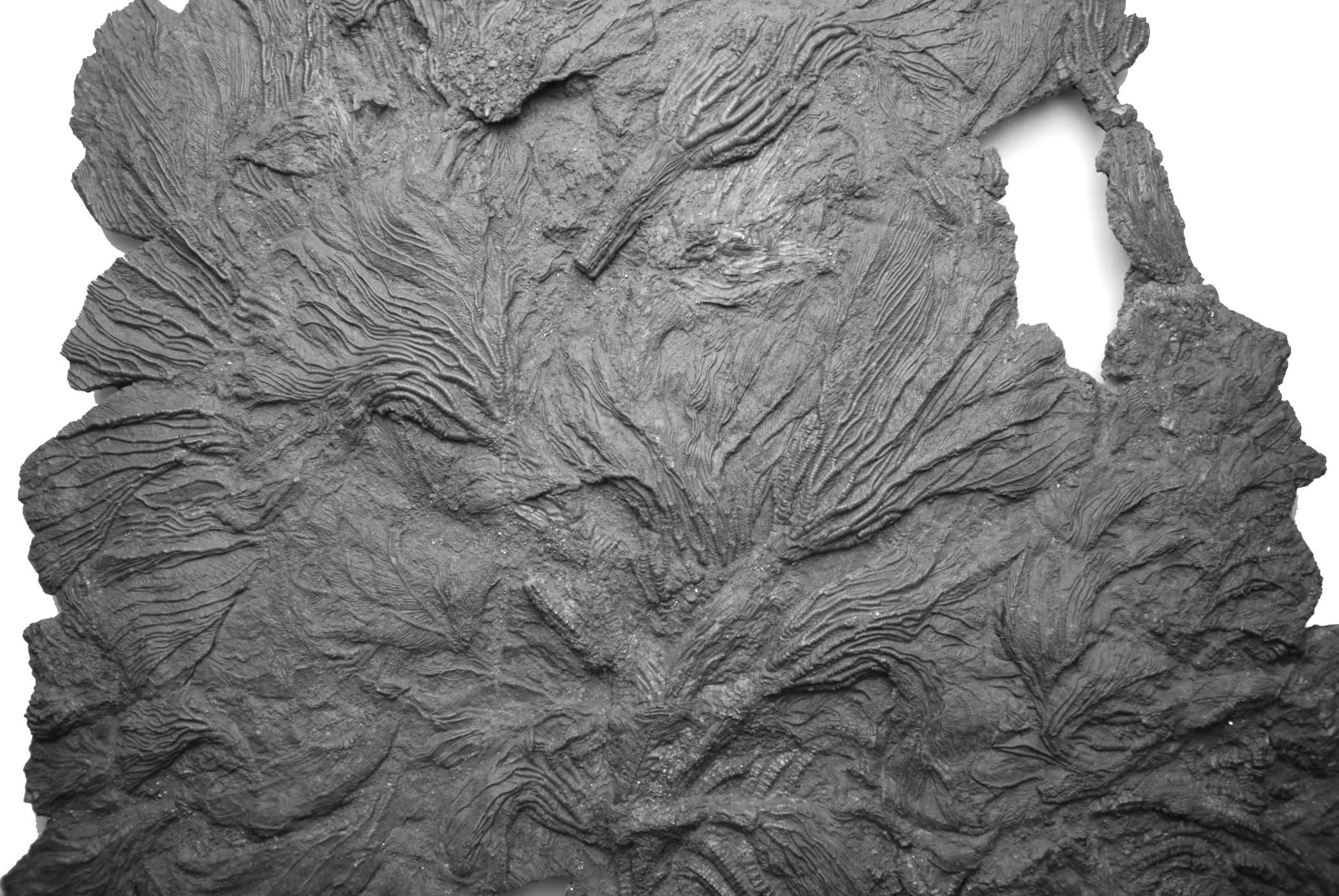 Pentacrinites_fossilis_03b