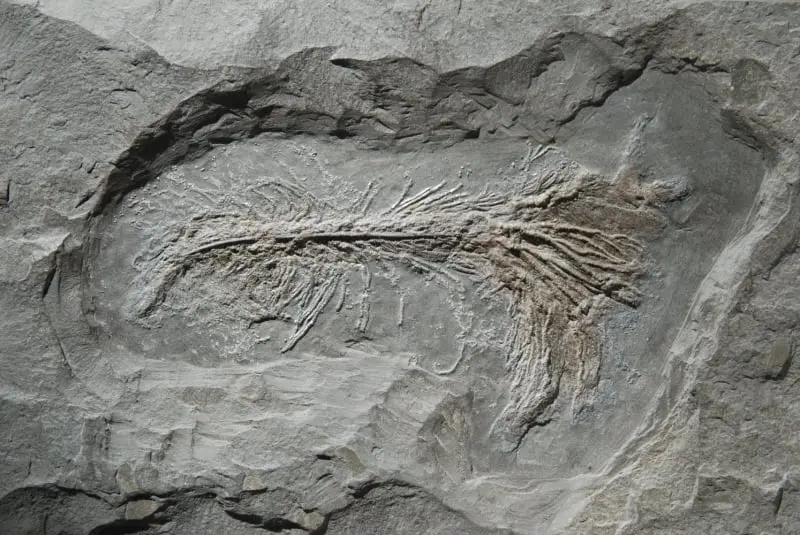 Pentacrinus briareus_Holzmaden_02c