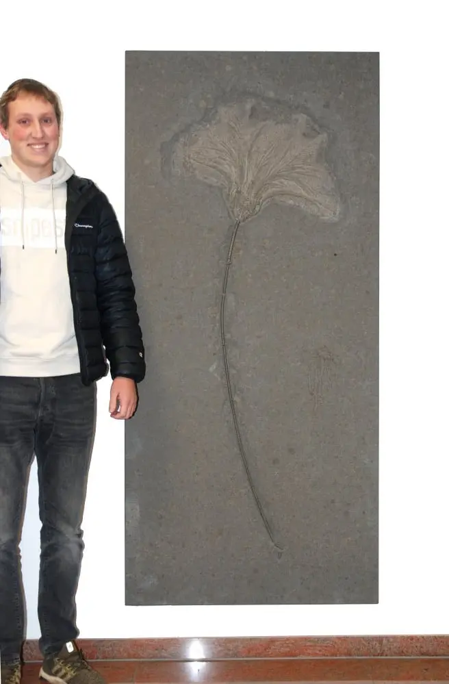 Holzmaden_Crinoid_Seirocrinus_07a