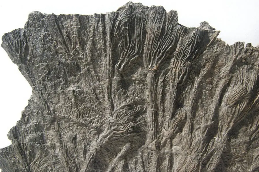 Pentacrinites fossilis_Dorset_1a