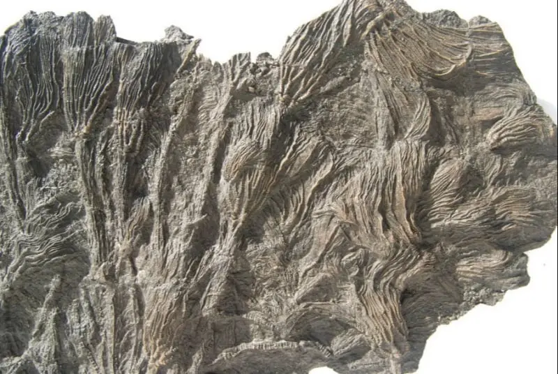 Pentacrinites fossilis_Dorset_1b