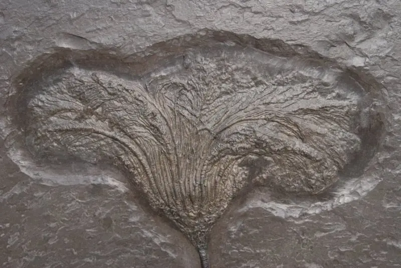 Holzmaden_Crinoid_Seirocrinus_08a