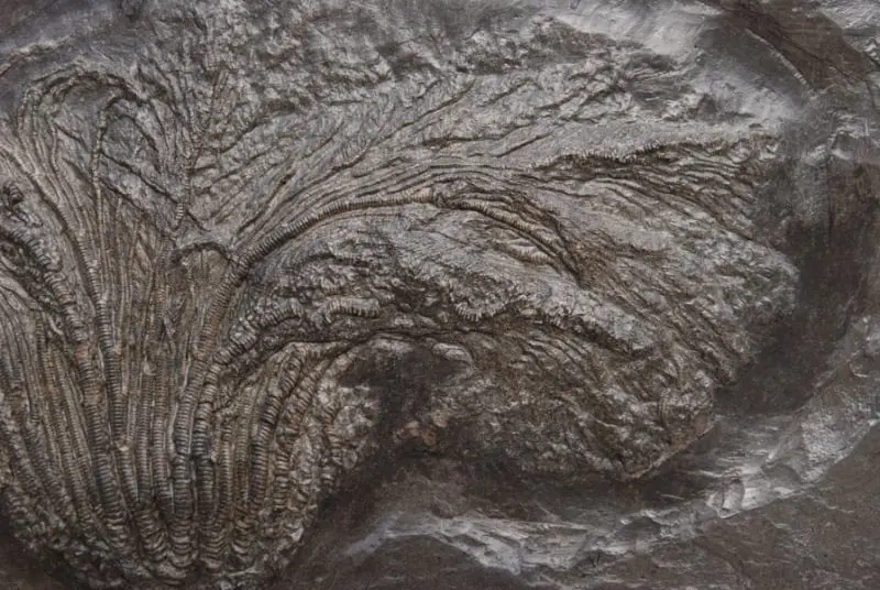 Holzmaden_Crinoid_Seirocrinus_08c