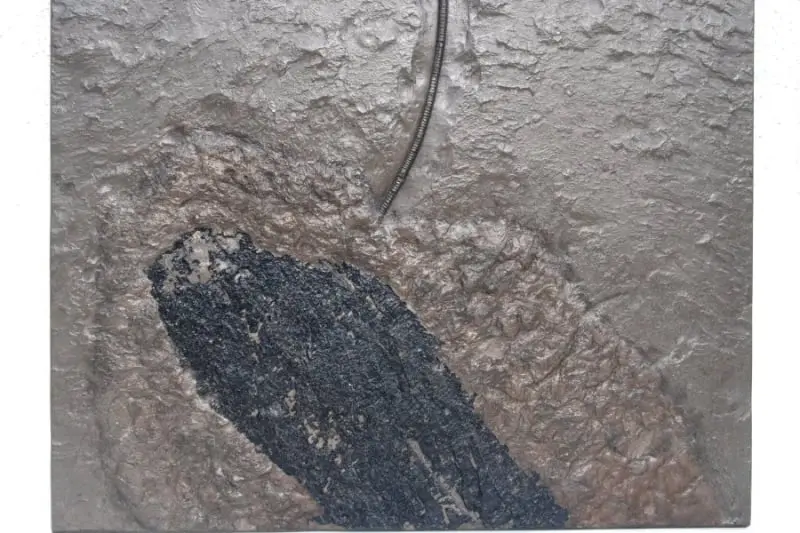 Holzmaden_Crinoid_Seirocrinus_08d