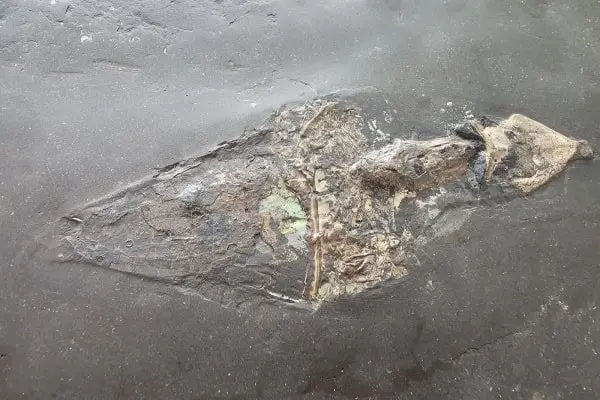 Holzmaden_Phragmoteuthis conocauda_01b