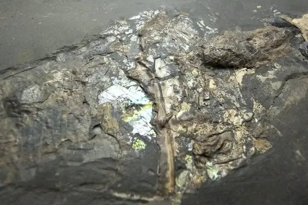 Holzmaden_Phragmoteuthis conocauda_01c