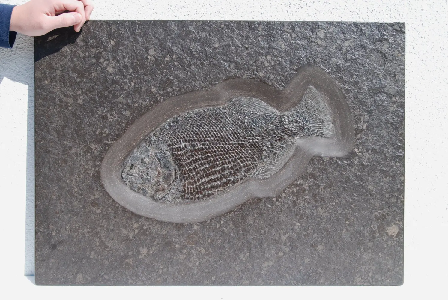 Dapedium caclatus_Holzmaden_01a