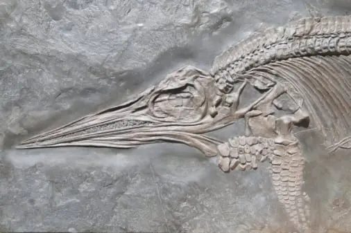 Holzmaden_fossilshop_Ichthyosaurier