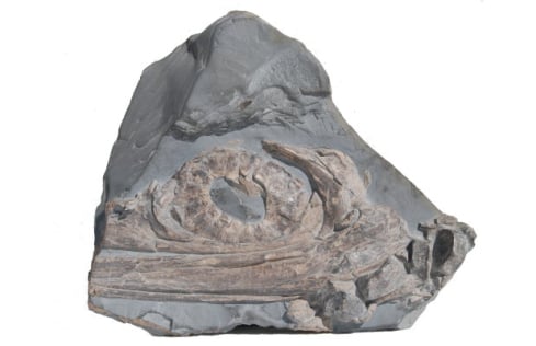 Ichthyosaurier Schädel aus Holzmaden