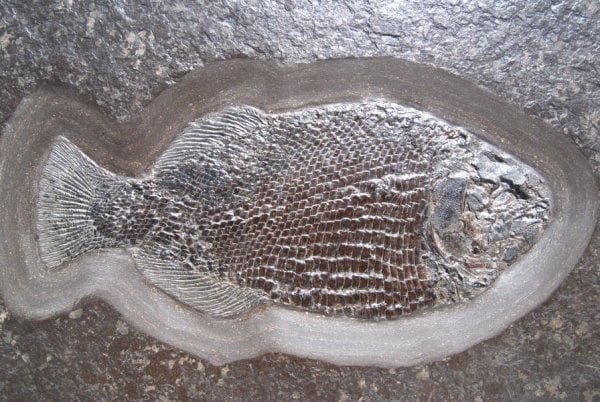Fisch Dapedium aus Holzmaden im Detail - gesucht für Fossilienankauf
