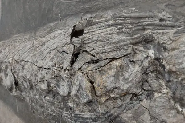 Holzmaden_Fossilien_Echtheit