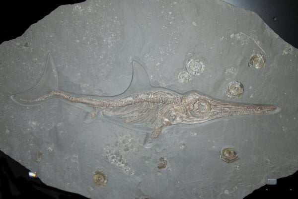 Fischsaurier Ichthyosaurier aus Holzmaden im Detail - gesucht für Fossilienankauf