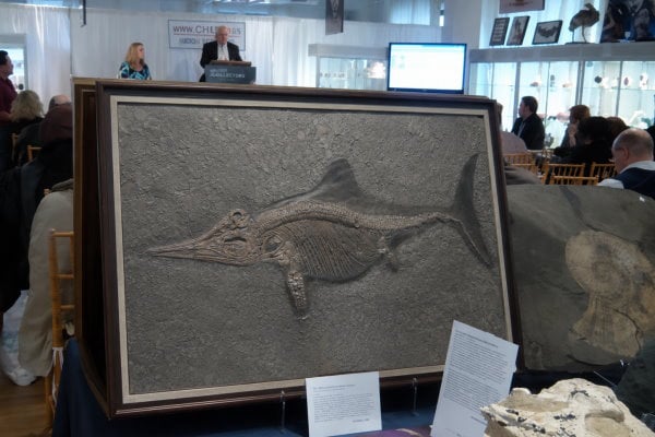 Holzmaden Fossilien Vermittlung bei einer Auktion