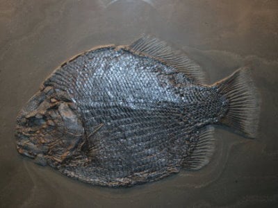 Holzmaden Fish Dapedium