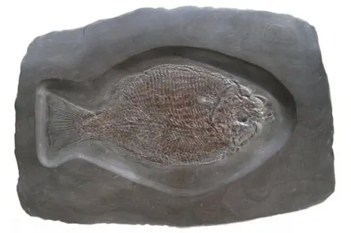 Holzmaden_Fossilshop_Dapedium