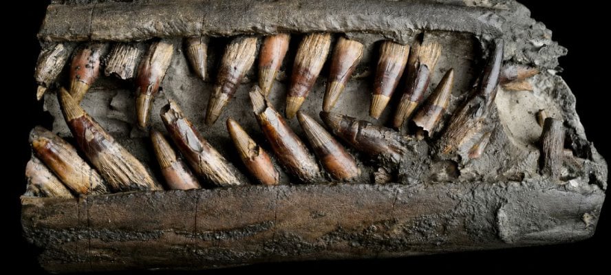 Ichthyosaurus zeigt Zähne
